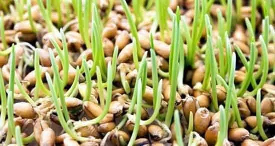 جوانه گندم اگر سبز شود