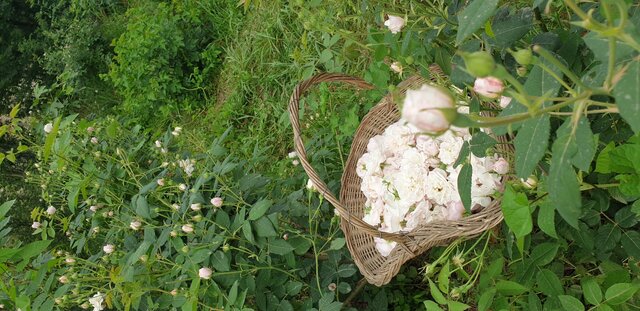 روستای «گیلده» میزبان روز ملی گل محمدی