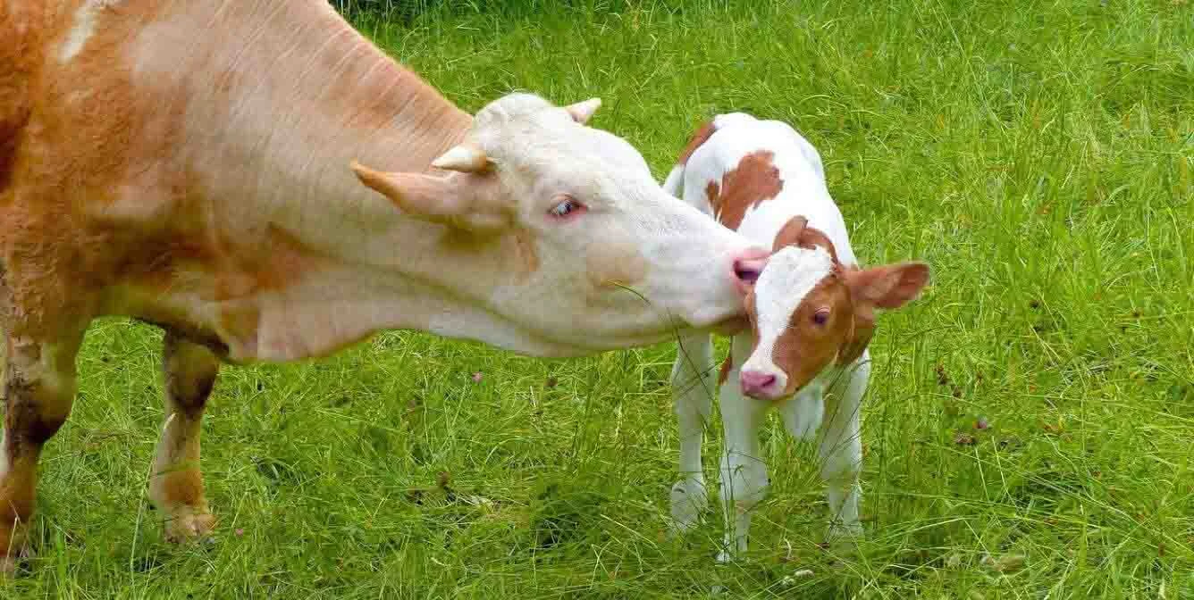 آیا با پودر ماهی می توانید هزینه های خوراک دام را کاهش دهید؟