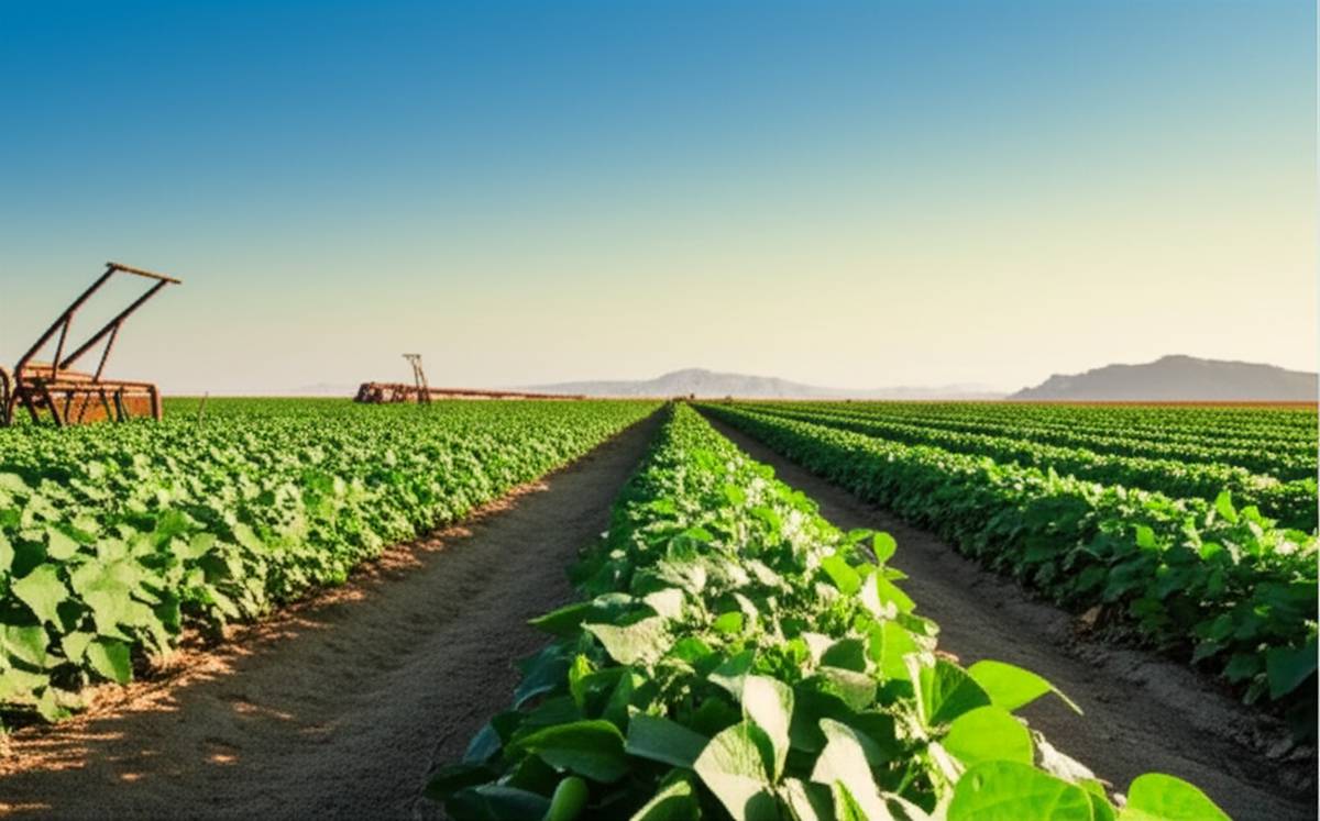 بت ماش سیستانی ها چیست؟ | راهنمای کامل پخت این غذای اصیل