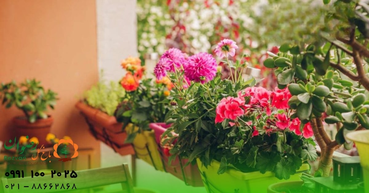 آرامش | گل گیاهان مناسب برای بالکن | راهنمای کامل انتخاب و نگهداری گیاهان بالکنی